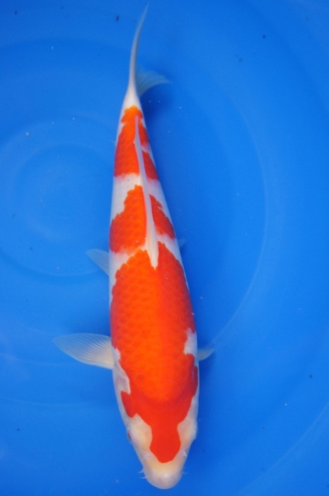 kohaku 1112044