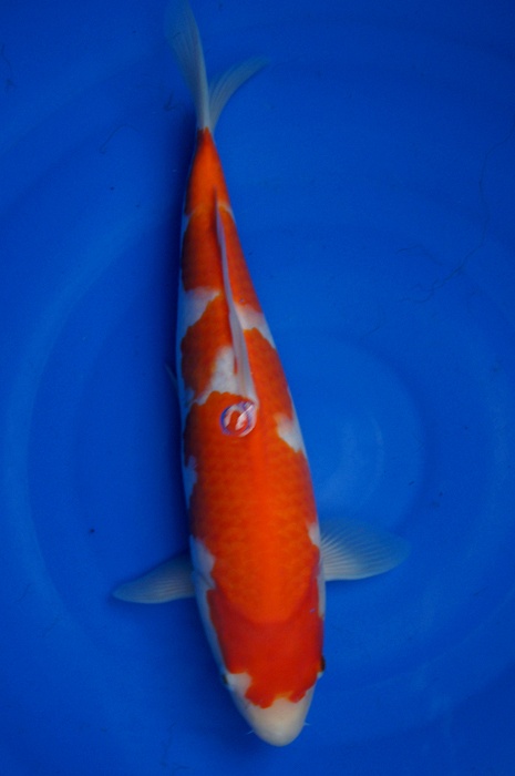kohaku 1112045