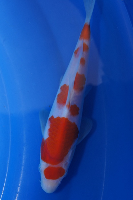 maruten kohaku 1112048