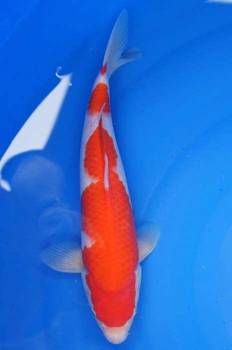 kohaku 1112050