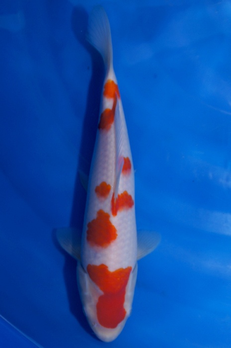 meerstaps kohaku 1112052
