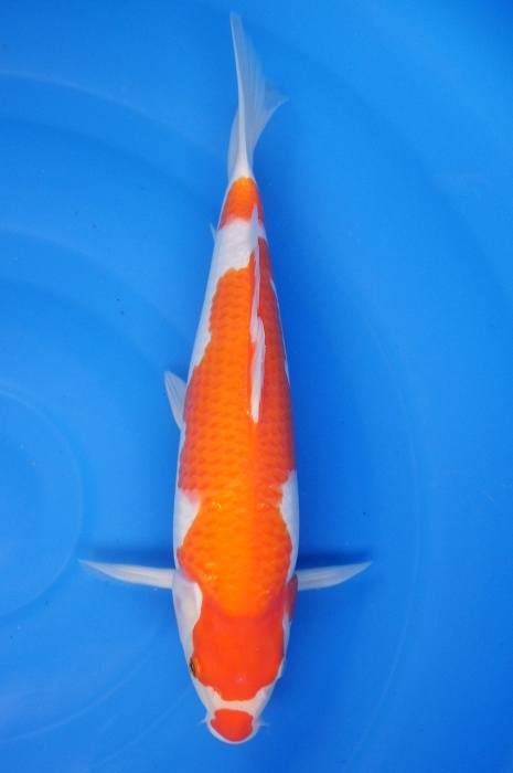 kuchibeni kohaku 1112054