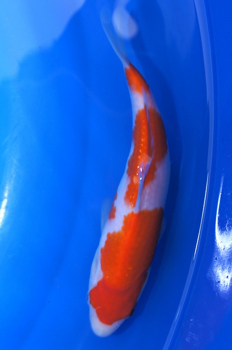 kohaku 1112055