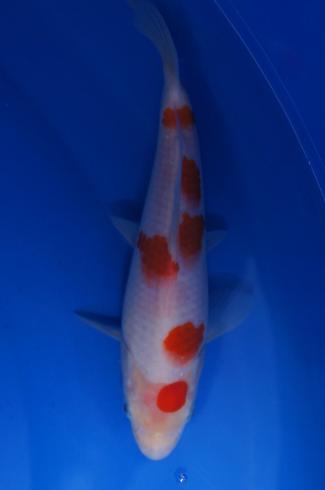 meerstaps kohaku 1112058