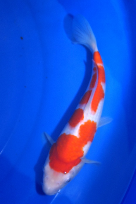 meerstaps kohaku 1112060