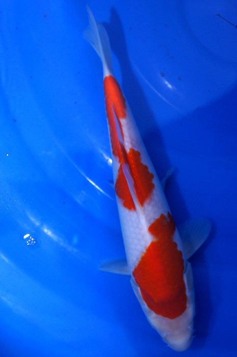 kohaku 1112061