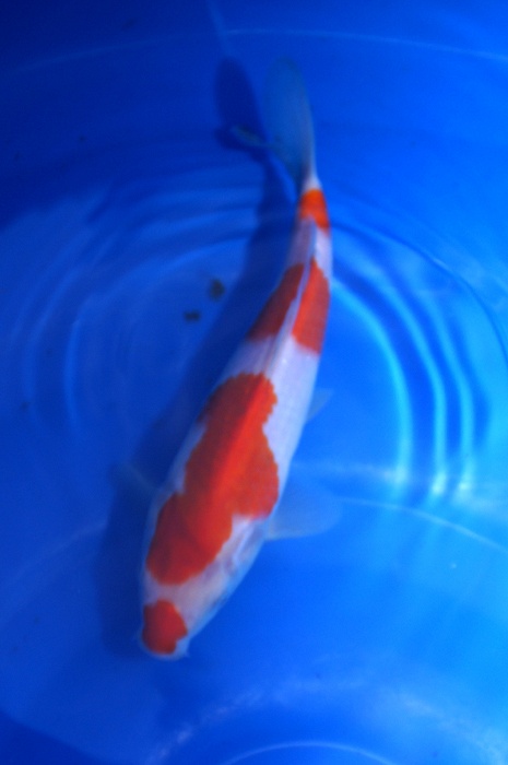 kuchebeni yondan kohaku 1112064