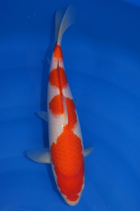 kohaku 1112065