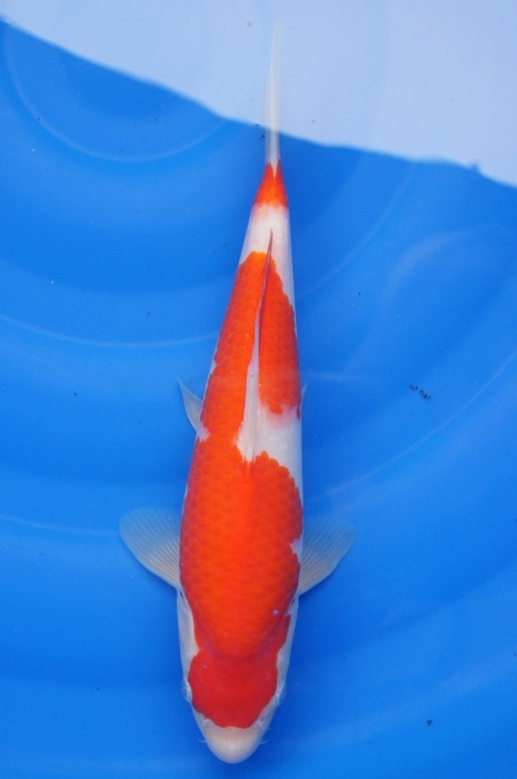 kohaku 1112069