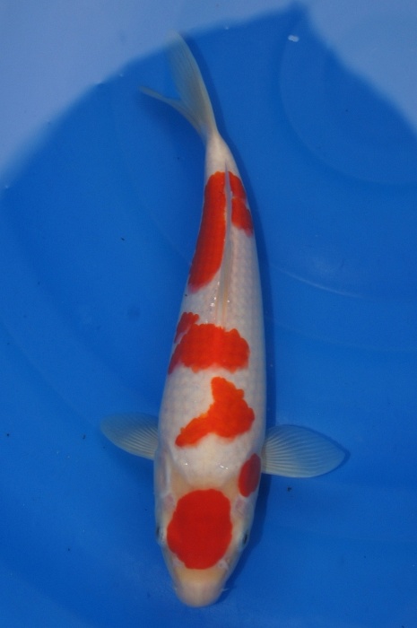meerstaps kohaku 1112071