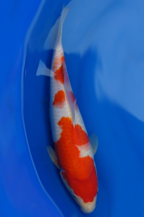 kohaku 1201000