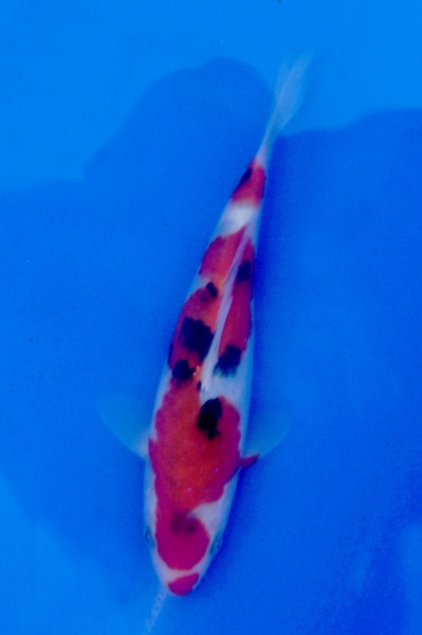 sanke 1201001