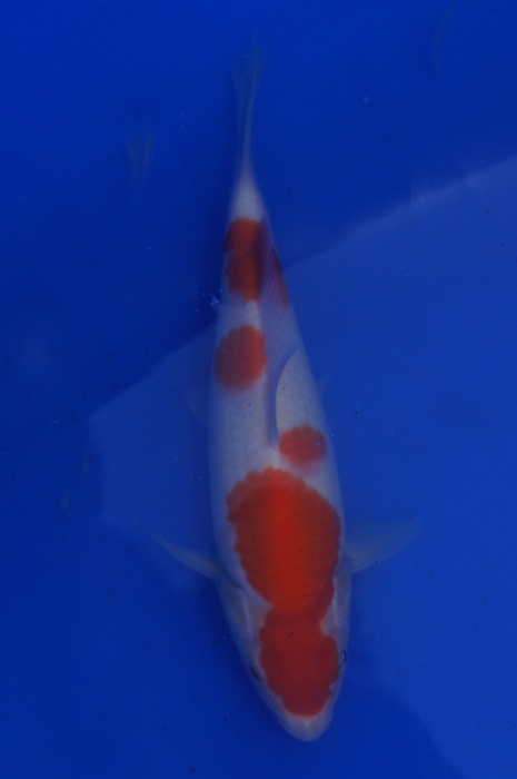 yondan kohaku 1201008
