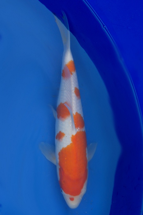 kohaku 1201009