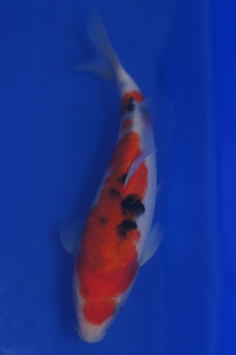 sanke 1201010