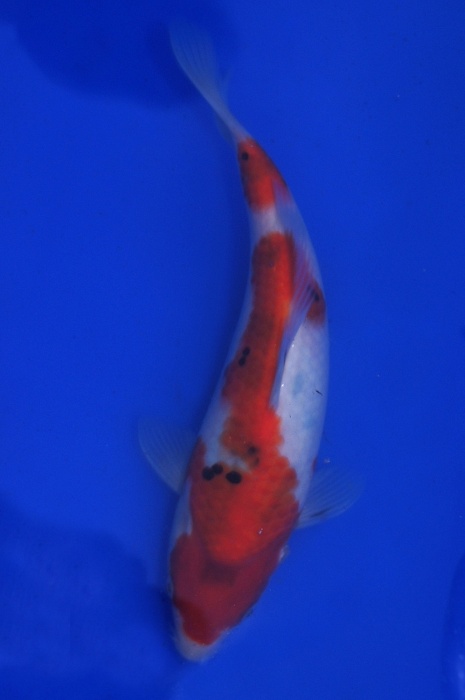 sanke 1201012
