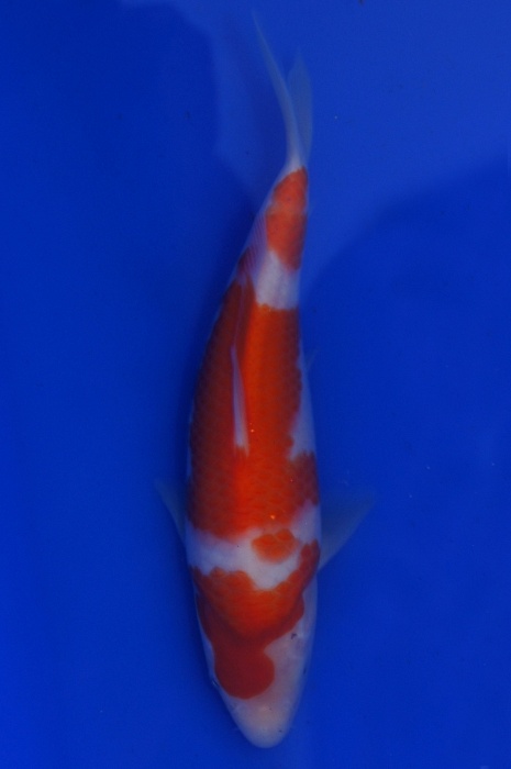 lepelkohaku 1201018