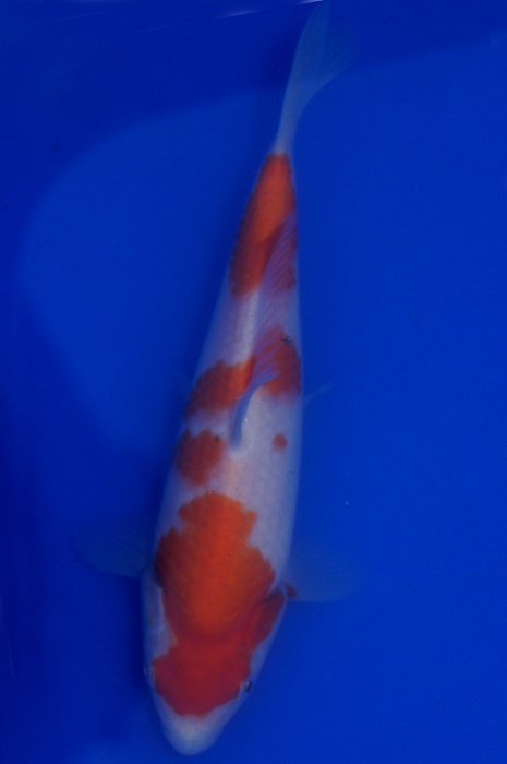 kohaku 1201020