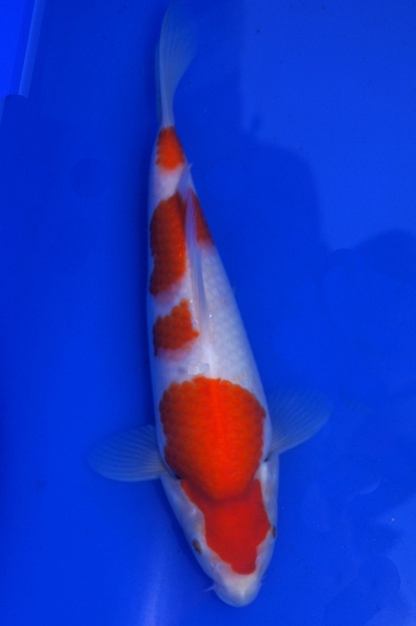 kohaku 1201022