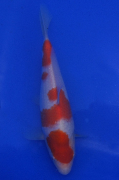 kohaku 1201024