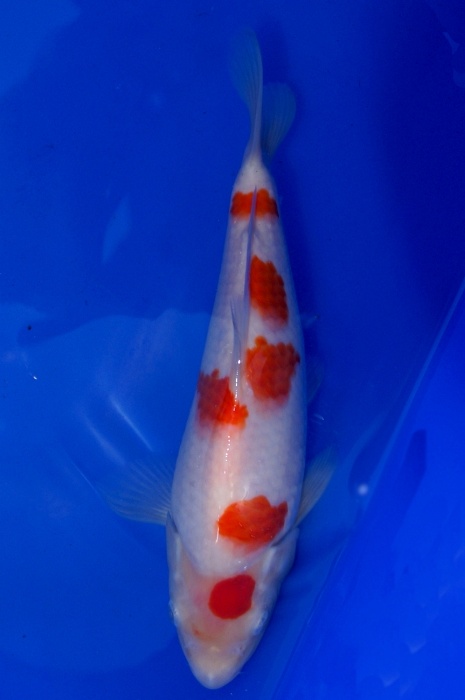kohaku 1201025