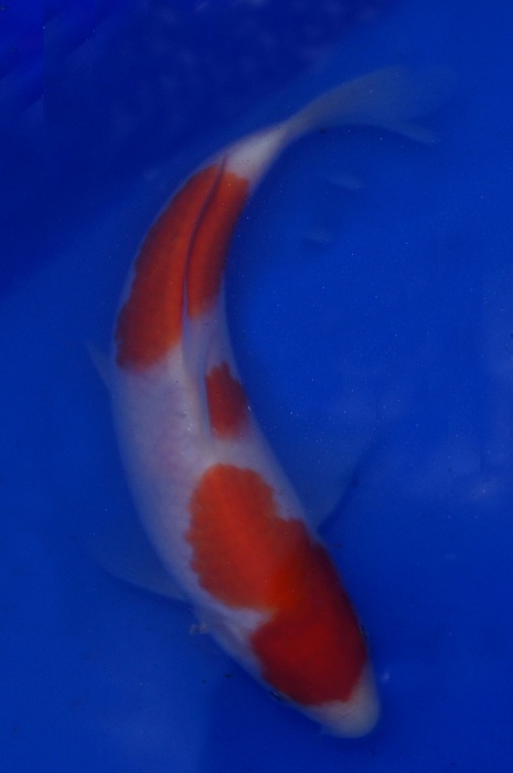 kohaku 1201027