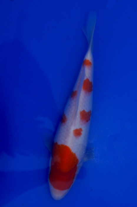 kohaku 1201029