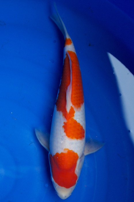 kohaku 1201030