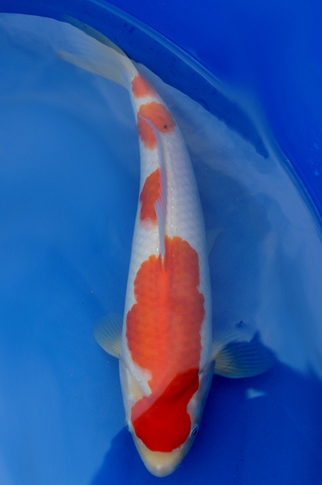 lepelkohaku 1201031