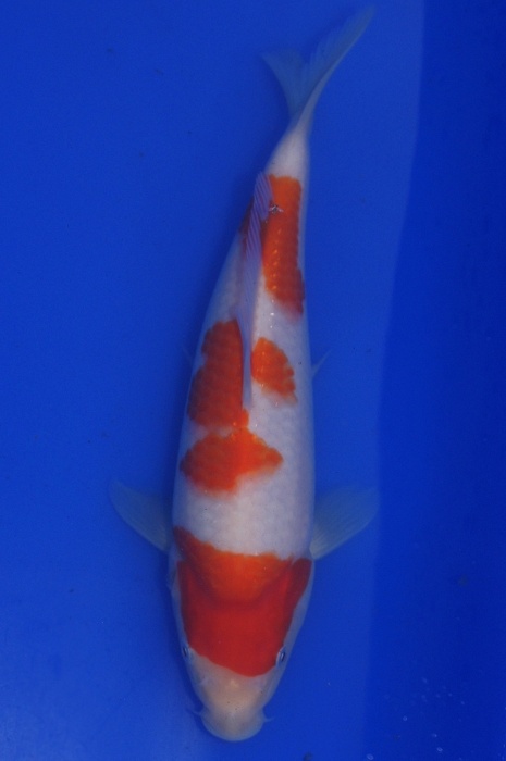 kohaku 1201035