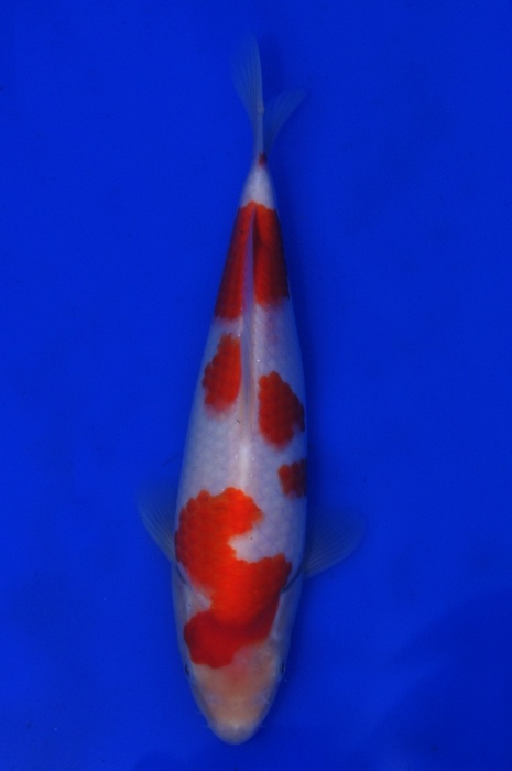 kohaku 1201036