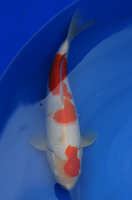 kohaku 1201037