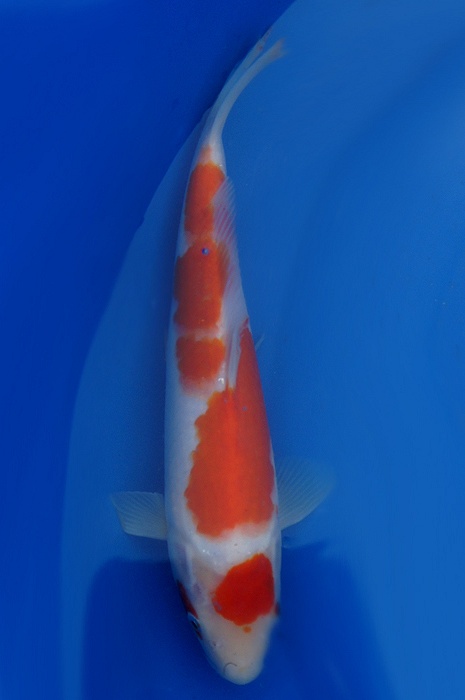 maruten kohaku 1201039