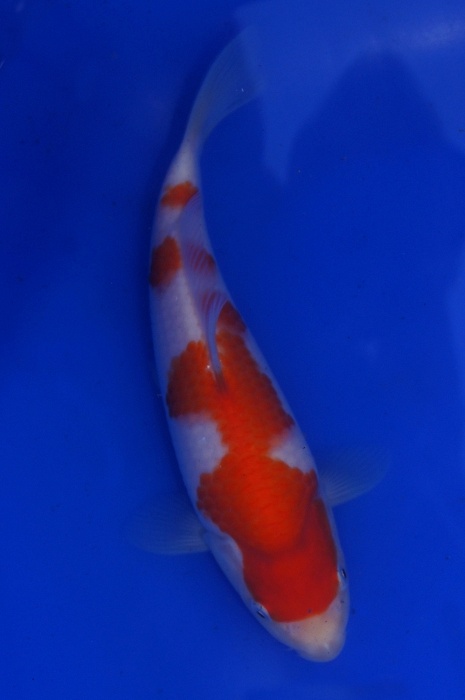 kohaku 1201042