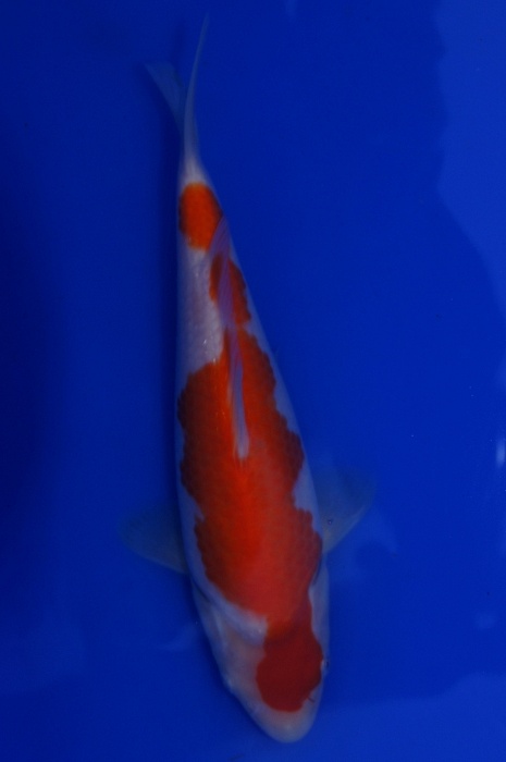 lepelkohaku 1201044