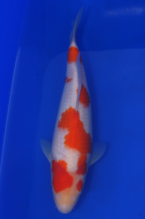 meerstaps kohaku 1201046