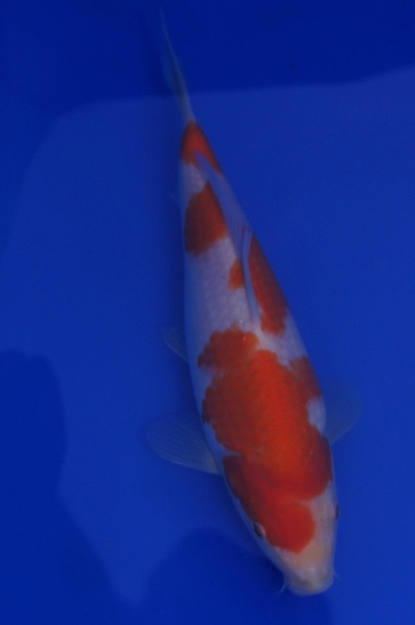 kohaku 1201048