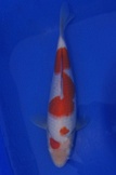 kohaku 1201049