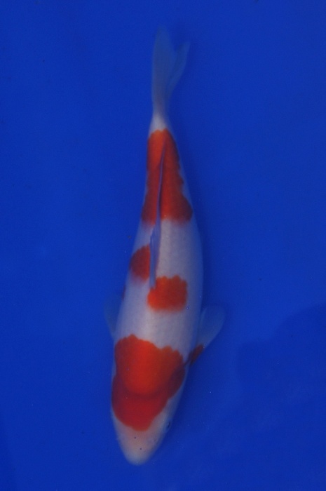 kohaku 1201052