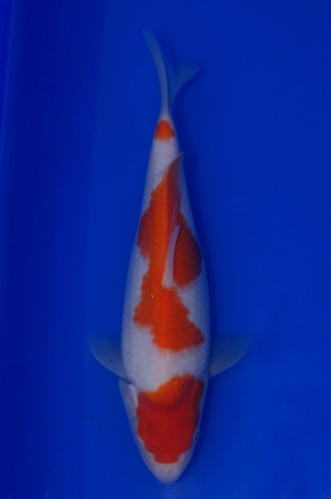 sandan kohaku 1201054