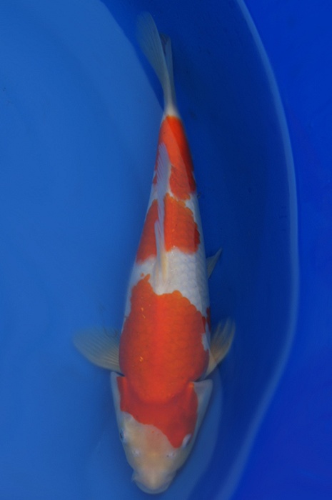 sandan kohaku 1201058