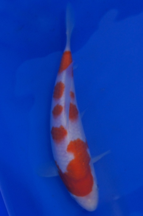 kohaku 1201062
