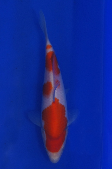 kohalu 1201063