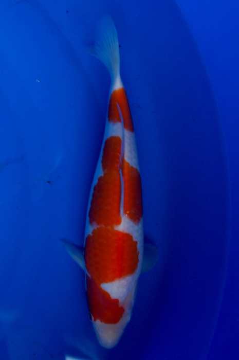 yondan kohaku 1201066