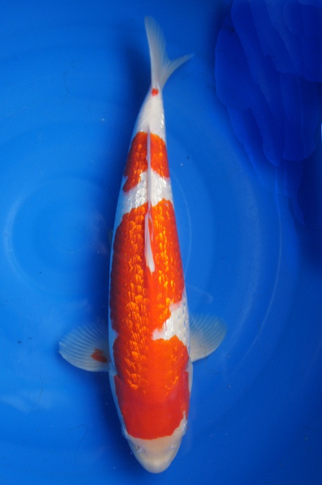 Ginrin kohaku 1202001