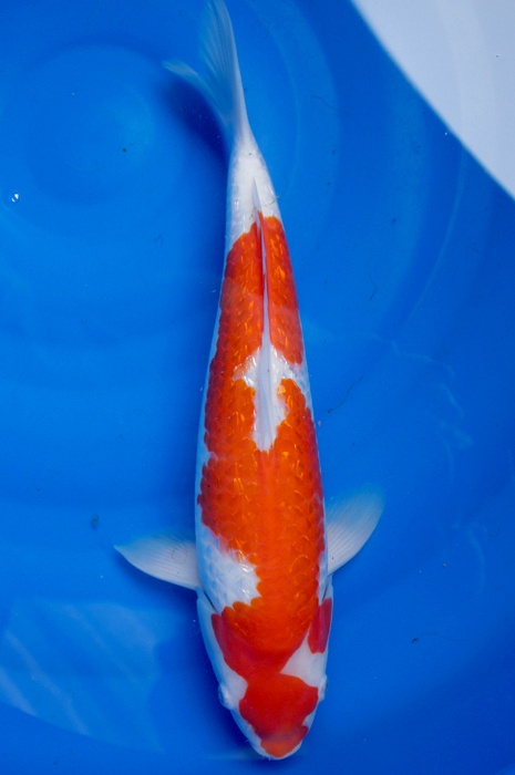 Ginrin kohaku 1202002