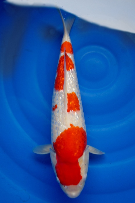 Ginrin kohaku 1202003
