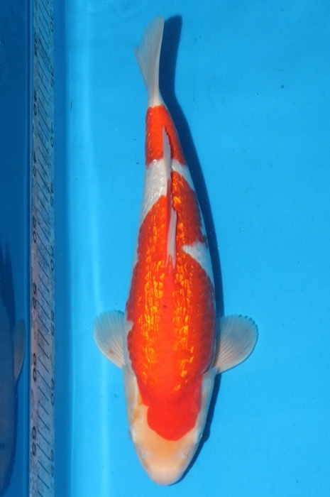 Ginrin kohaku 1202004