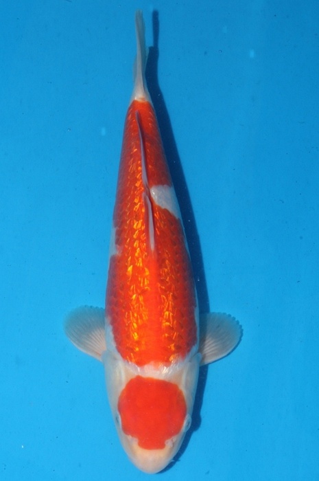 Ginrin kohaku 1202005