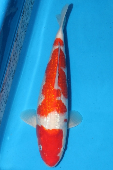 Ginrin kohaku 1202006